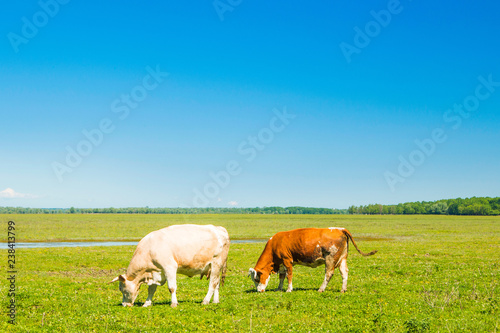 Croatia  Lonjsko polje nature park  cows on field  beautiful landscape  sunny summer day