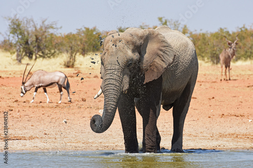 Afrikanischer Elefant  loxodonta africana  am Wasserloch Okawao im Etosha Nationalpark in Namibia