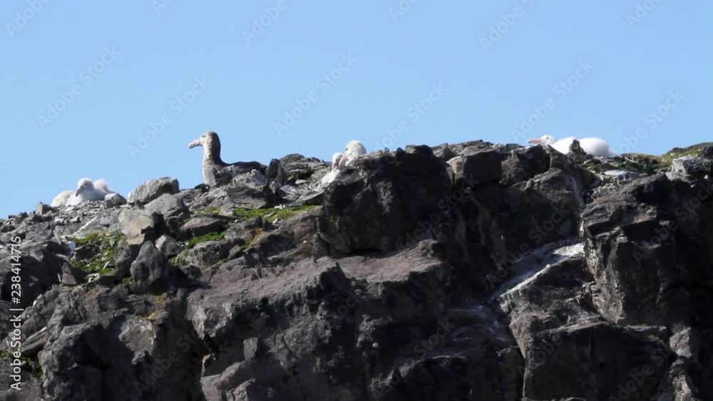 Giant Petrel on a rock Giant Petrel on the rocks of Antarctica Giant Petrel on a rock Giant Petrel on the rocks of Antarctica