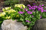 Blooming primroses on a spring flower bed in the garden