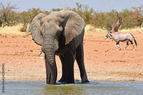 Afrikanischer Elefant  loxodonta africana  am Wasserloch Okawao im Etosha Nationalpark in Namibia