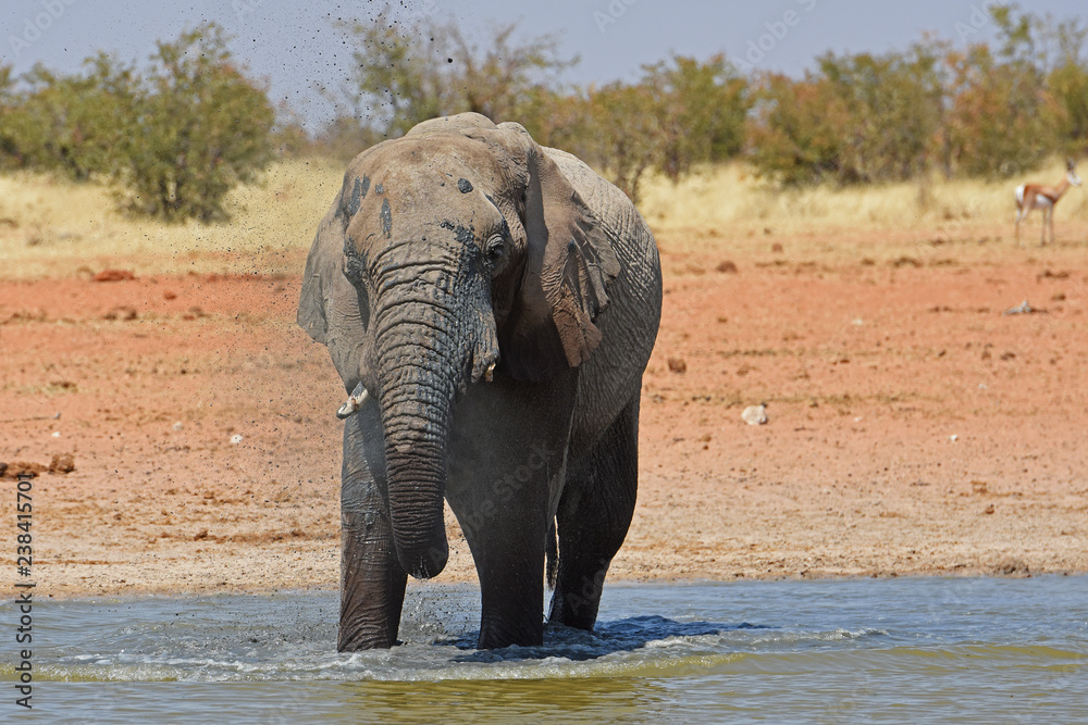 Fototapeta premium Afrikanischer Elefant (loxodonta africana) am Wasserloch Okawao im Etosha Nationalpark in Namibia