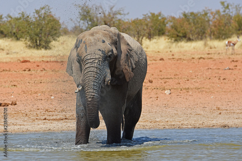 Afrikanischer Elefant  loxodonta africana  am Wasserloch Okawao im Etosha Nationalpark in Namibia
