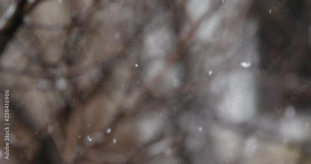 Snowy winter, snow falling over the trees, the weather is getting cold Snowy winter, snow falling over the trees, the weather is getting cold