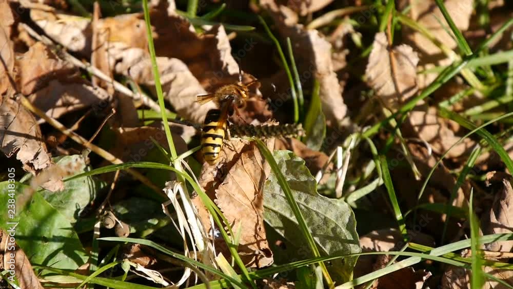 The hornet is crawling on the green grass and yellow leaves. The hornet is crawling on the green grass and yellow leaves.