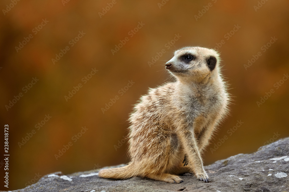 Fototapeta premium little meerkat looks around