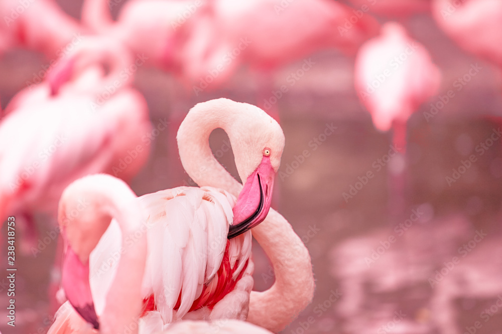 Naklejka premium Beautiful portrait of a pink flamingo on a pink background