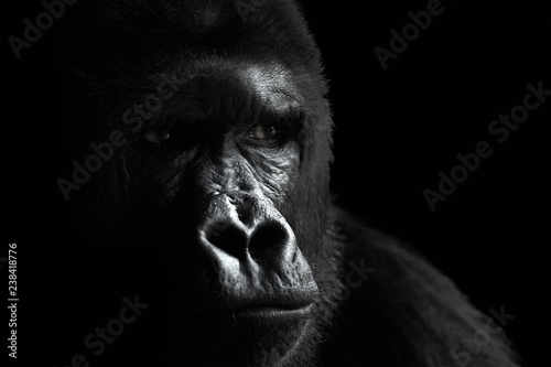 Male of a plain gorilla, portrait on a black background