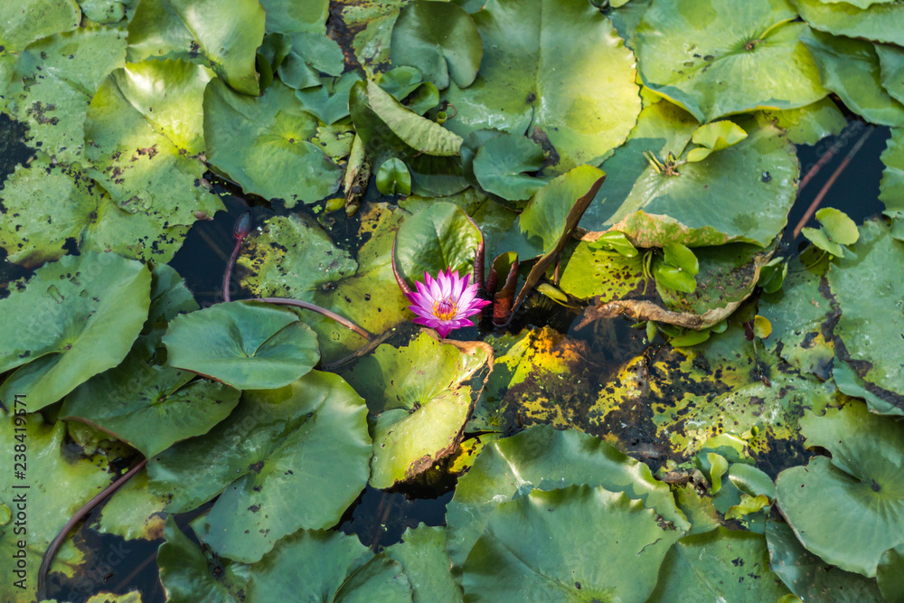 beautiful Lotus flower Pink at Red Lotus Floating Maket Banglan Nakhon Pathom Thailand. beautiful Lotus flower Pink at Red Lotus Floating Maket Banglan Nakhon Pathom Thailand.