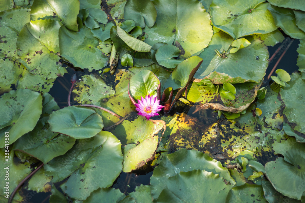 beautiful Lotus flower Pink at Red Lotus Floating Maket Banglan Nakhon Pathom Thailand. beautiful Lotus flower Pink at Red Lotus Floating Maket Banglan Nakhon Pathom Thailand.