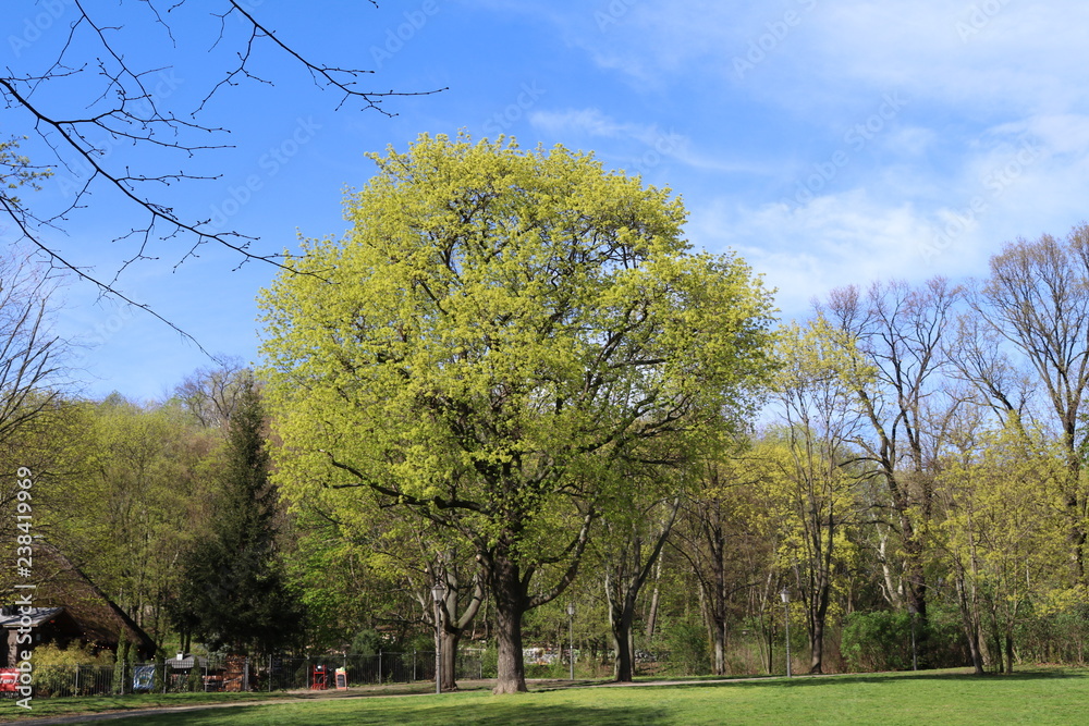 city park during spring