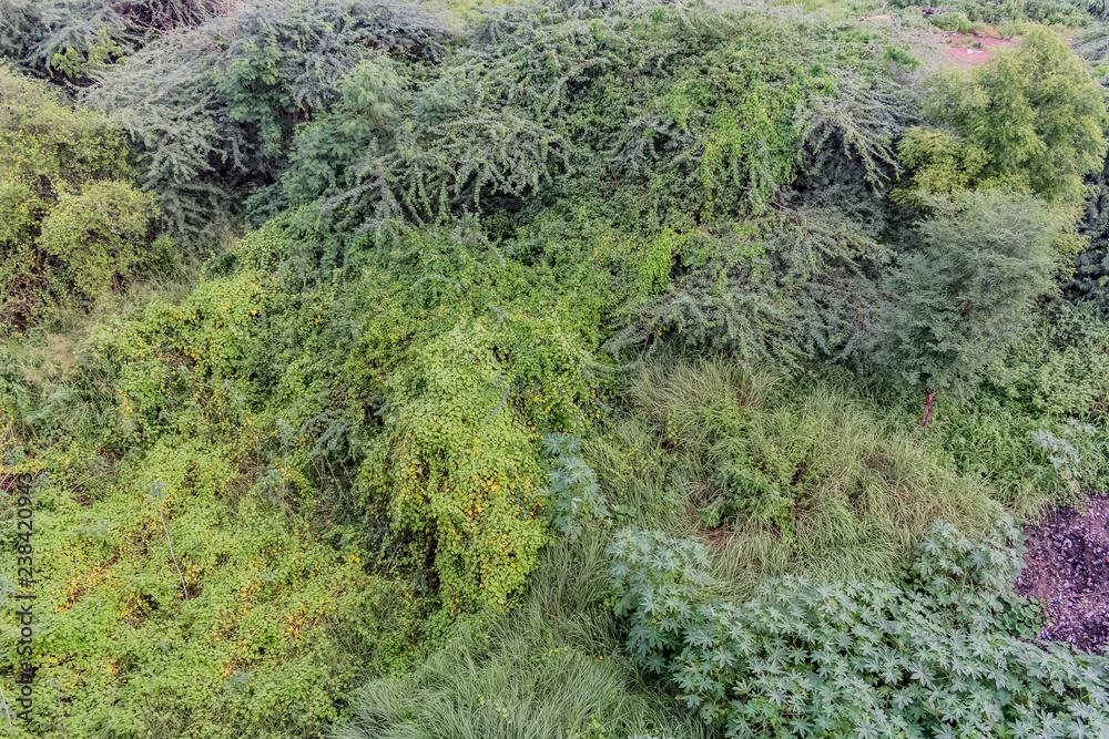 various types of shrubs & bushes close view with greenery leaves after rain felled in rainy season.
