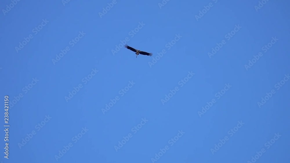 Lesser Adjutant Bird (Leptoptilos javanicus) Flying in Clear Blue Sky Lesser Adjutant Bird (Leptoptilos javanicus) Flying in Clear Blue Sky