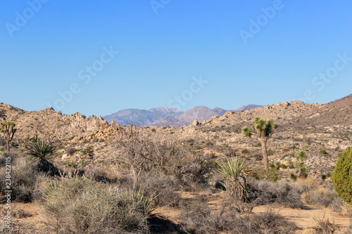 Desert vista with distant mountains and joshua trees