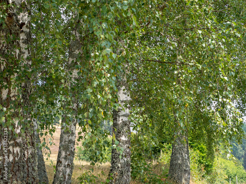 Populus tremula - Peuplier tremble au feuillage vert