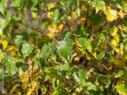 Feuillage d'automne du peuplier tremble (Populus tremula) 