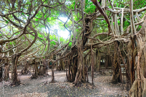 Banyan tree (Sai Ngam) in Phimai district, Nakhon Ratchasima Province, Thailand