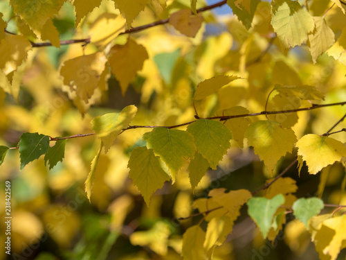 Feuillage d'automne jaune, rouge bronze et vert du peuplier tremble (Populus tremula)