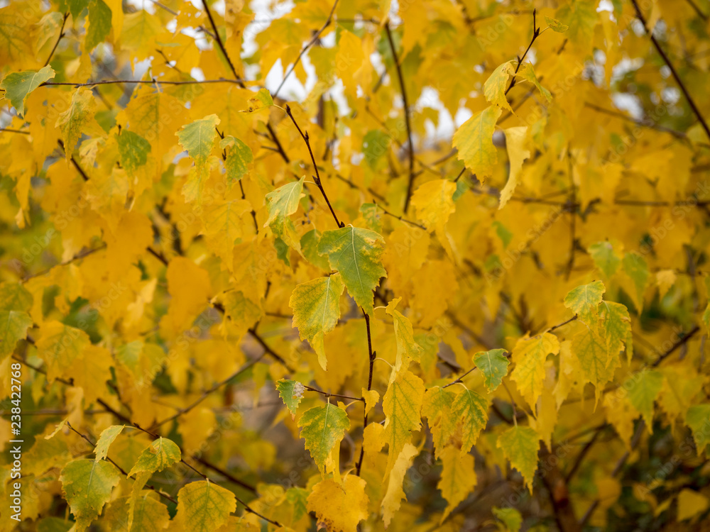 Feuillage d'automne jaune, rouge bronze et vert du peuplier tremble (Populus tremula) Feuillage d'automne jaune, rouge bronze et vert du peuplier tremble (Populus tremula)