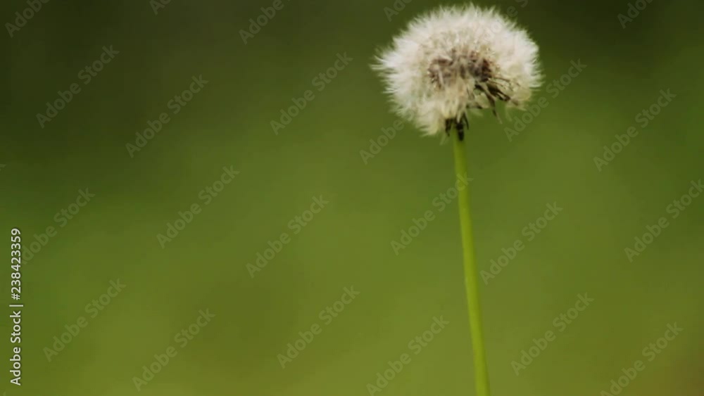 Dandelion. Flower, Ant crawling over the flower.