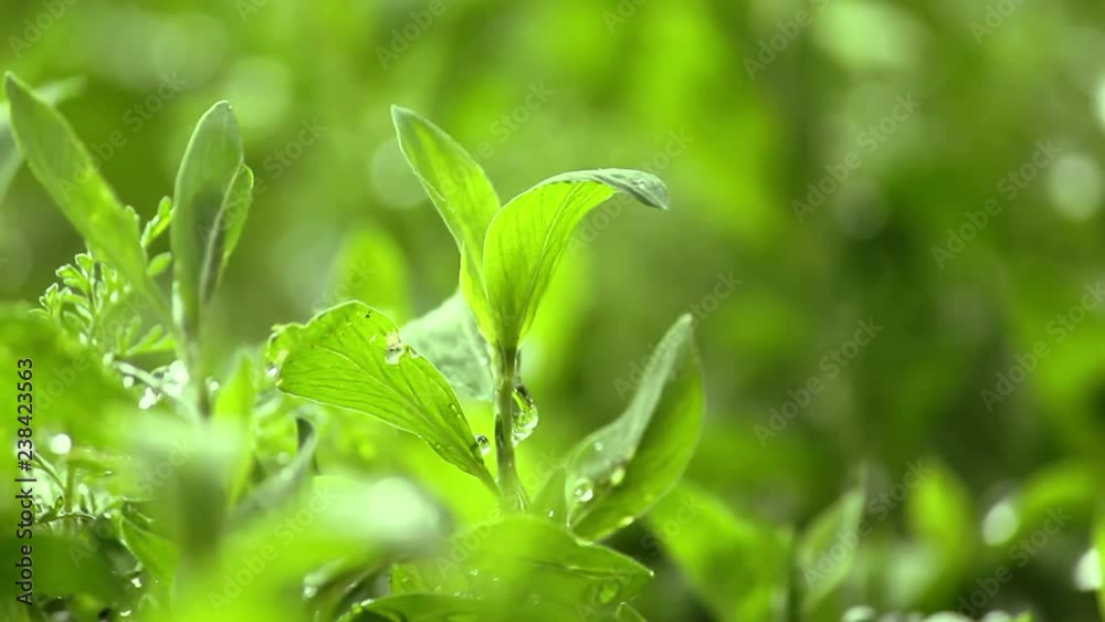 Moves focus from front to back. Green grass in the rain. Moves focus from front to back. Green grass in the rain.