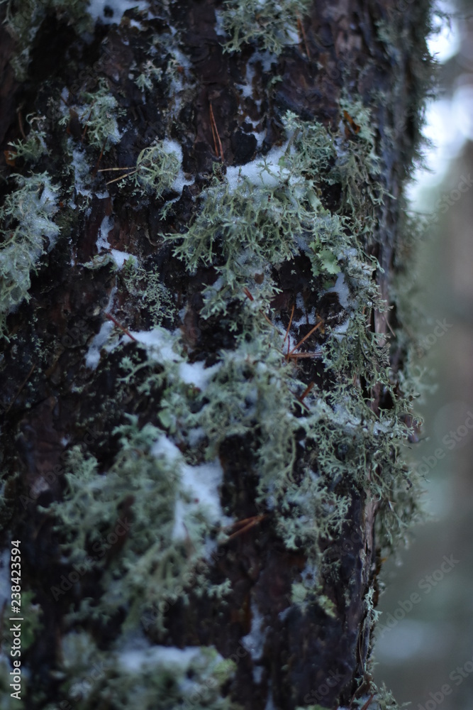 Obraz premium Naturaleza