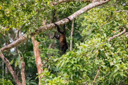 Alouatta palliata aequatorialis - Howler Monkey