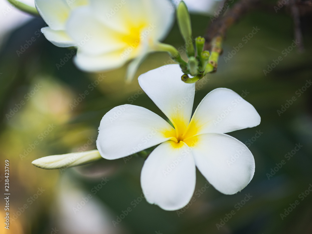 Fototapeta premium White Plumeria flower on the Plumeria tree in blur backgrpund. Tropical Flower Concept.