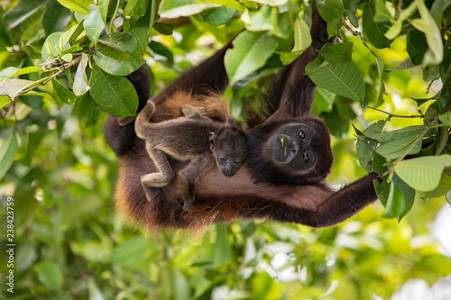 Alouatta palliata aequatorialis - Howler Monkey