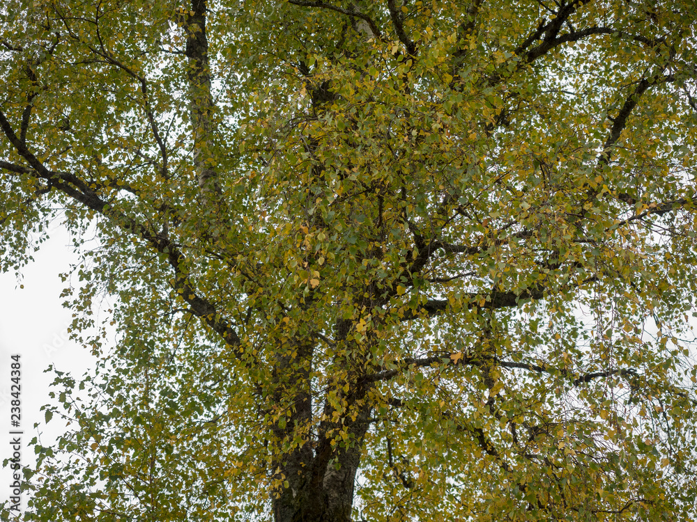 Fototapeta premium Fines feuilles découpées, jaune, bronze, du peuplier tremble en début d'automne (Populus tremula) 