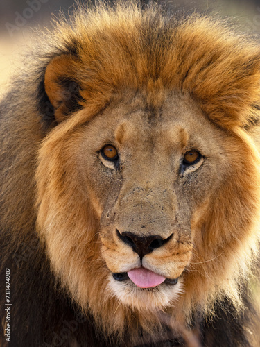 Lion photo