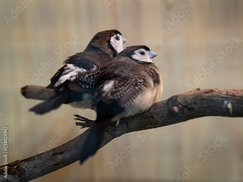 Two birds sitting on the tree branch. Animal  Bird  Love  Family Concept.