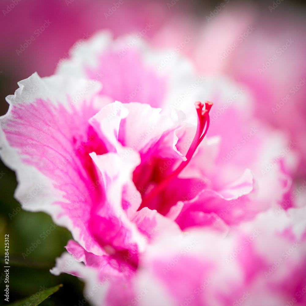 beautiful pink flower beautiful pink flower