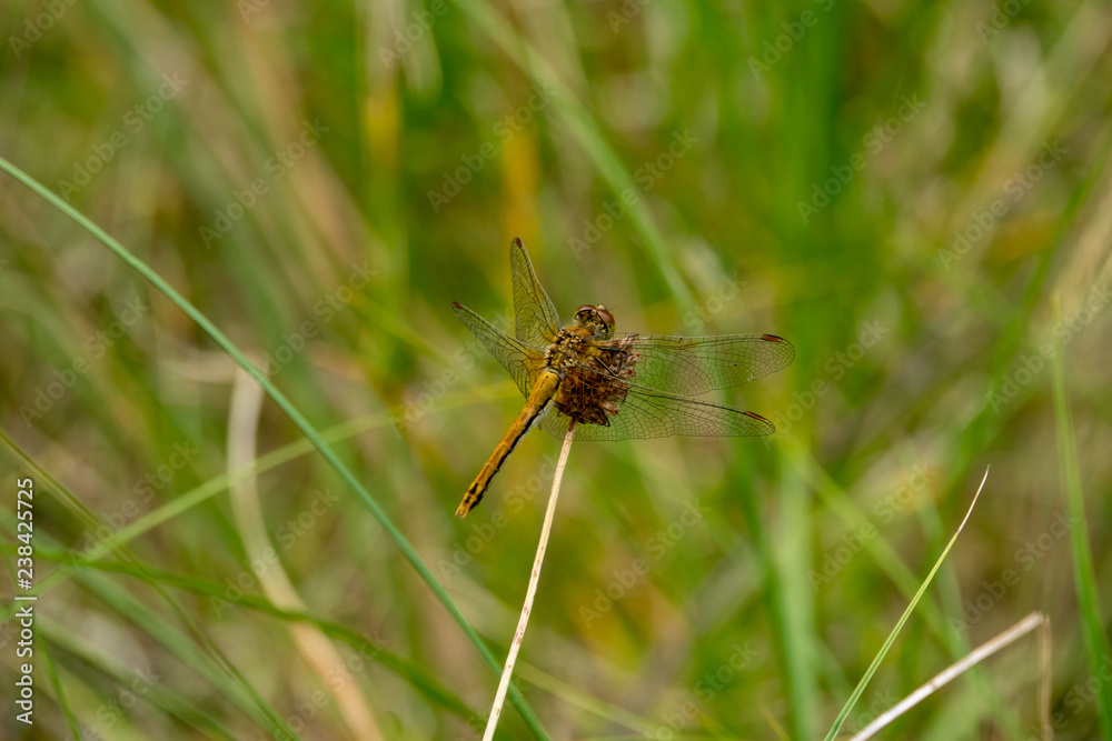 Yellow dragonfly in the swamp Yellow dragonfly in the swamp