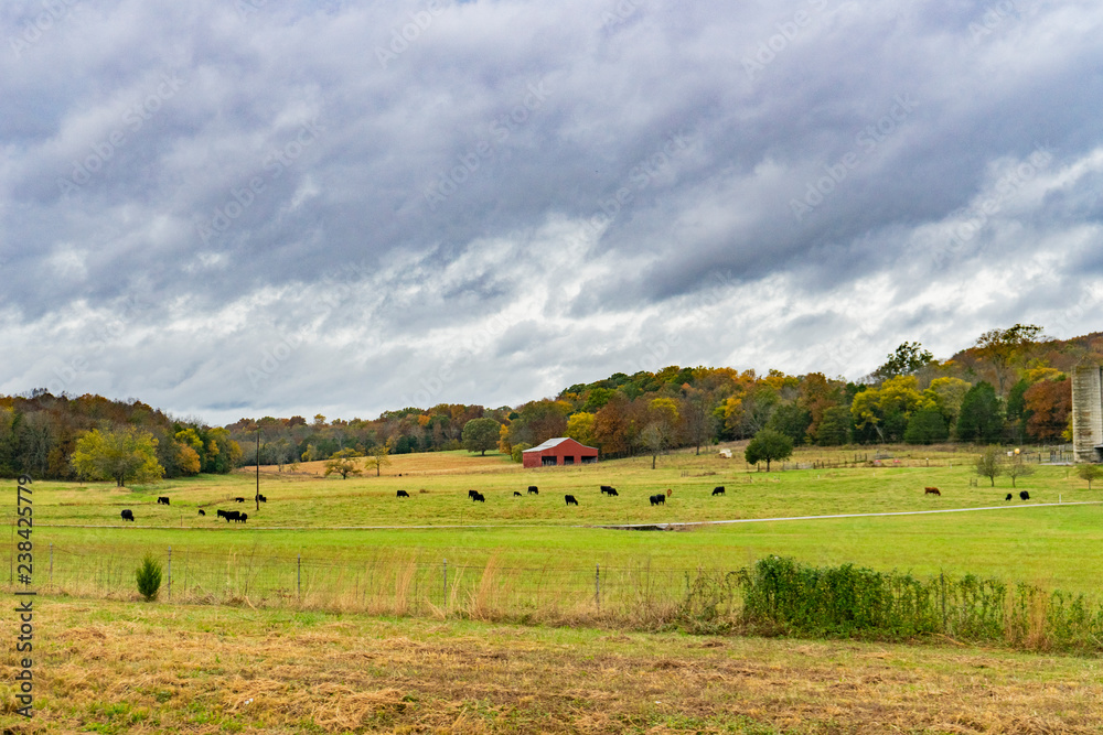 Cows in a green field under clouds 