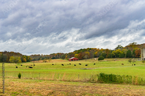 Cows in a green field under clouds 