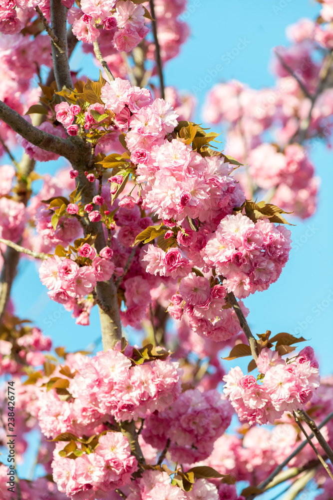 Obraz premium Beautiful cherry blossom , pink sakura flower on nature background - selective focus, vertical orientation