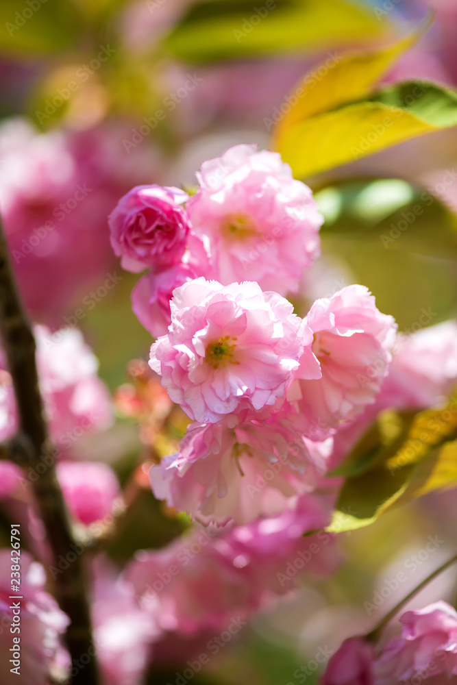 Beautiful cherry blossom , pink sakura flower on nature background - selective focus, vertical orientation
