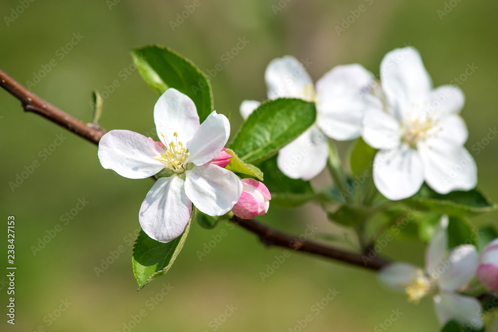 Spring blossom: branch of a blossoming apple tree on garden background - selective focus, space for text Spring blossom: branch of a blossoming apple tree on garden background - selective focus, space for text