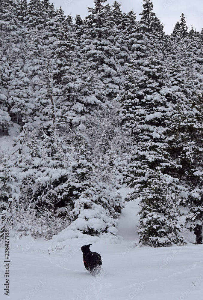 black labrador retriever running towards a snow covered forest area orest landscape, heavy snow cover on trees and ground black labrador retriever running towards a snow covered forest area orest landscape, heavy snow cover on trees and ground