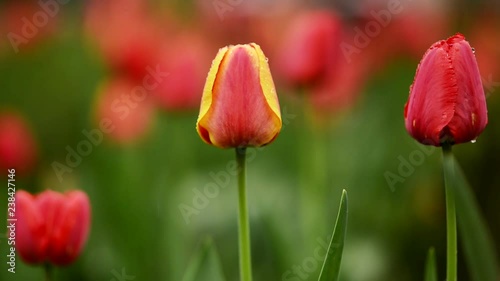 The blooming tulips in spring