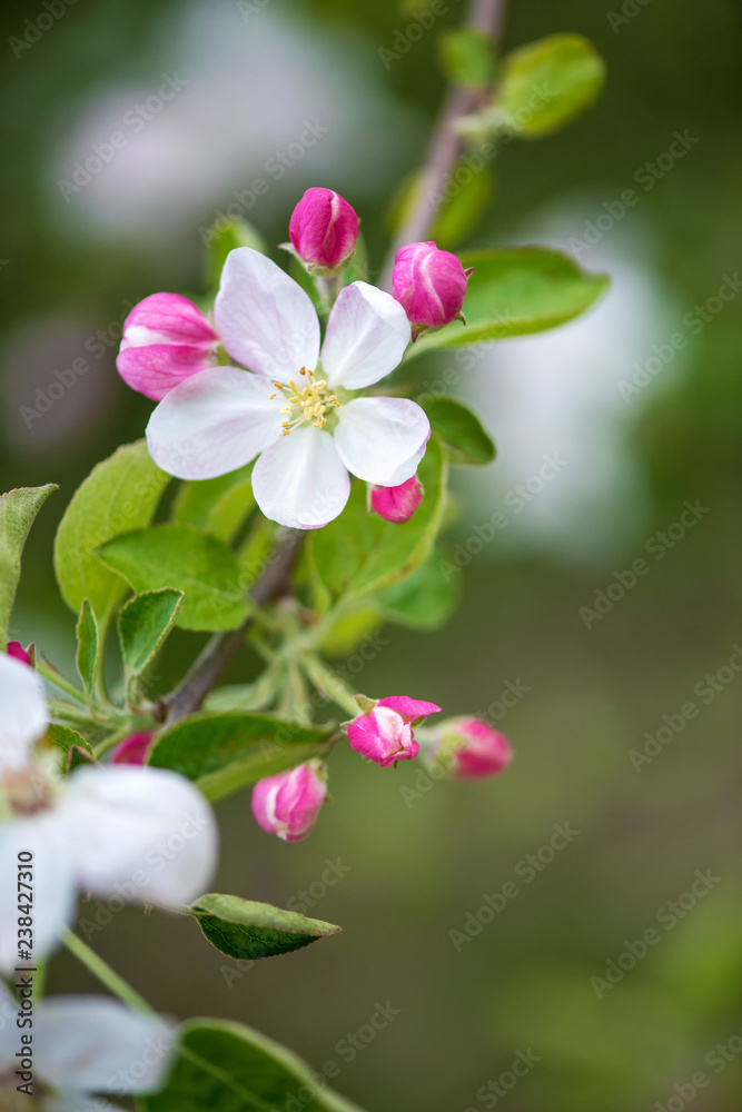 Spring blossom: branch of a blossoming apple tree on garden background - selective focus, space for text