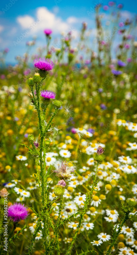Blooming thistle on chamomile field