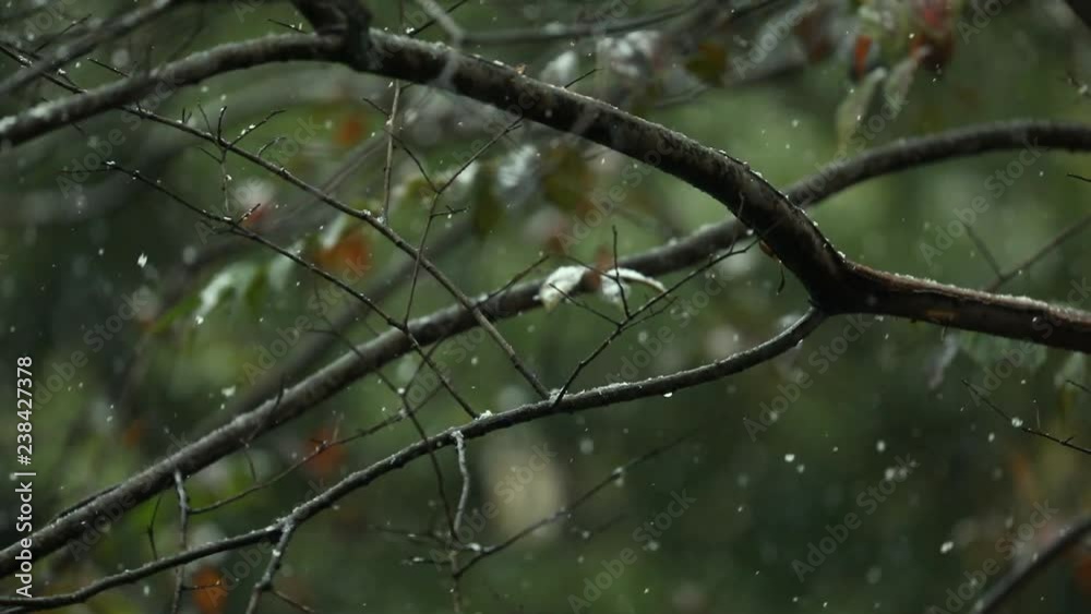 Snowy winter, snow falling over the trees, the weather is getting cold Snowy winter, snow falling over the trees, the weather is getting cold