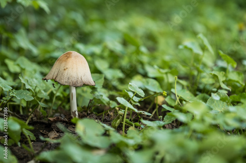 Beigefarbiger Pilz zwischen grünen Pflanzen im Wald