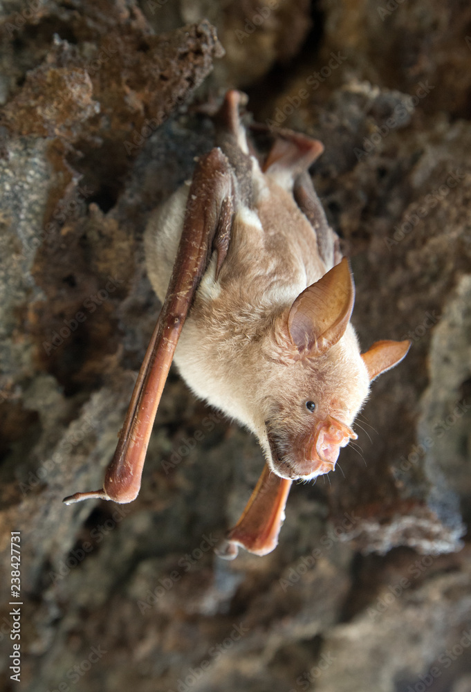 vampire bat are sleeping in the cave hanging on the ceiling period Stock  Photo | Adobe Stock