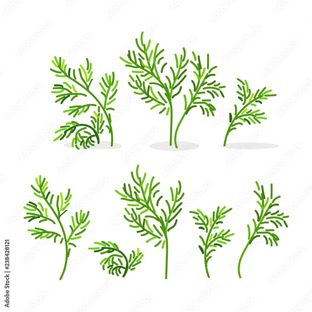 vector fennel dill set vector fennel dill set