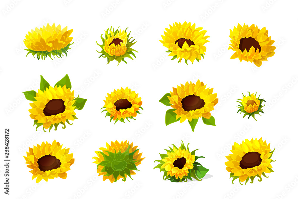 Fototapeta premium vector sunflower seeds head flower set