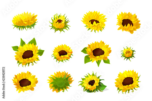 vector sunflower seeds head flower set