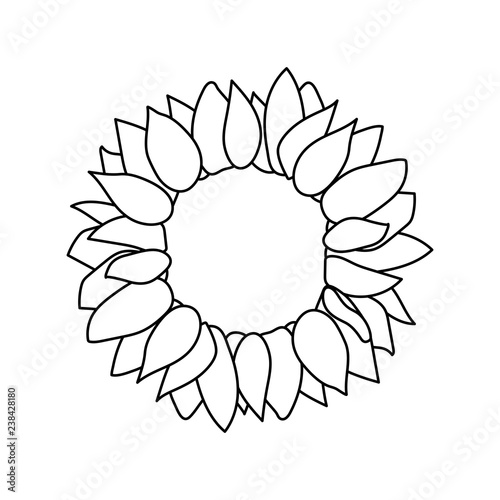 Fototapeta Naklejka Na Ścianę i Meble -  vector sunflower seed head flower